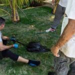 Ambientalistas encienden las alarmas tras confirmar muerte del flamenco encontrado llenó de petróleo en el lago de Maracaibo