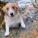 EN VIDEO | Perrito se hace viral tras entablar una extraña amistad con los peces de un estanque