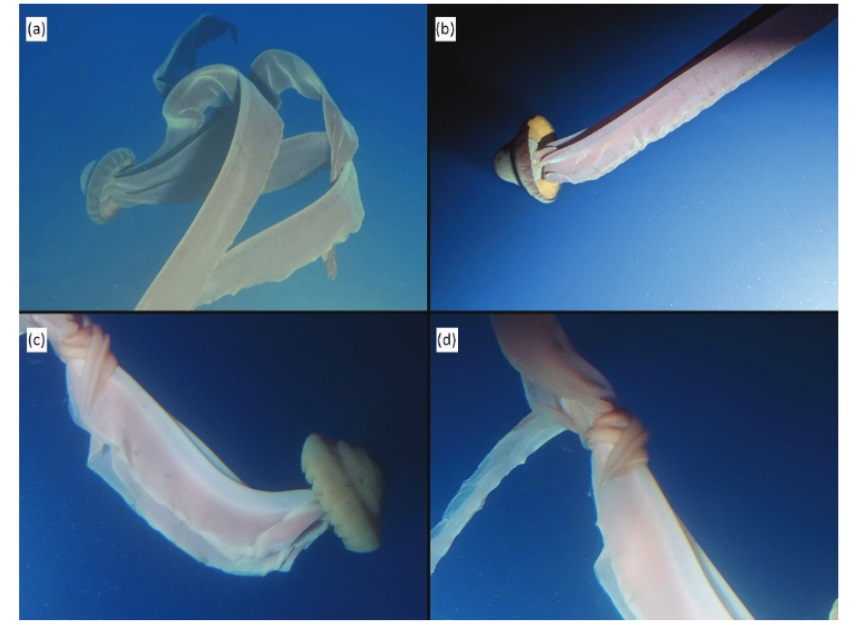 Las impresionantes fotos de la medusa fantasma que encontraron en el Ártico