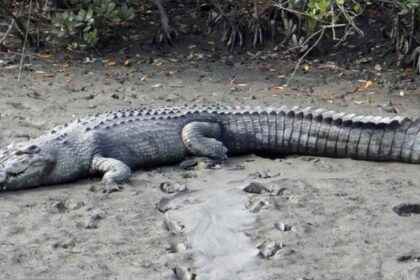 La impresionante foto de un cocodrilo de cuatro metros decapitado en una playa de Australia