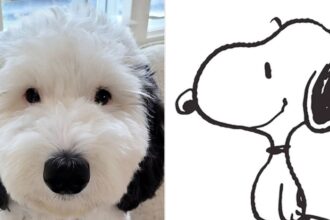 Snoopy