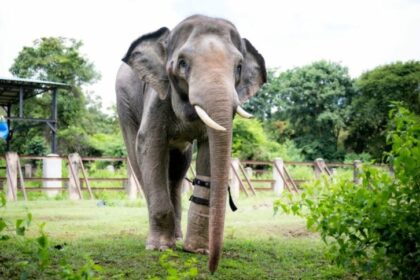 La historia de Chhouk, un elefante herido por cazadores que pudo caminar de nuevo gracias a una prótesis