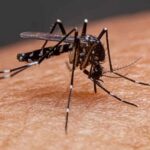 La Organización Panamericana de la Salud (OPS) advirtió, este jueves 28 de marzo, que se viene el peor brote de dengue en América Latina.  
