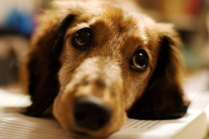 ¿Los perros pueden vivir duelo tras la muerte de sus amos?