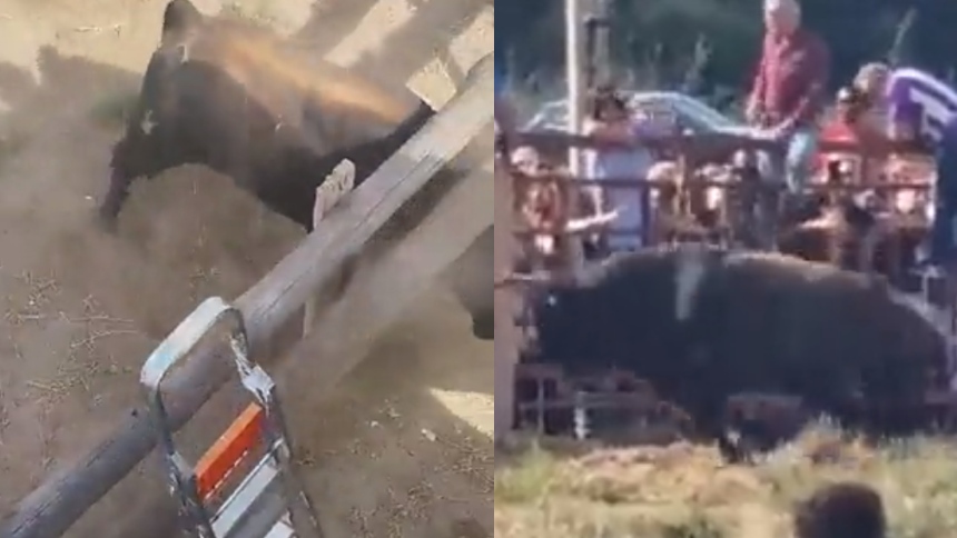 Videos de terror: Toro se escapó en una corrida en España y hay 10 heridos, uno de gravedad