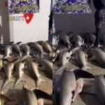 Las autoridades detuvieron a tres hombres, quienes fueron acusados de practicar la pesca ilegal de tiburones en costas del estado Sucre. Al momento de la aprehensión llevaban al menos 26 de estos escualos desmembrados.  