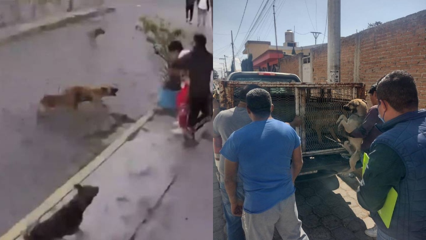 En México, un grupo de jóvenes estaban en una acera y fueron atacados salvajemente por jauría de perros callejeros.