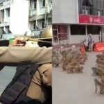 Al menos dos bandas de monos aterrorizaron una ciudad turística tailandesa y la policía se vio obligada defender a la ciudadanía resorteras.