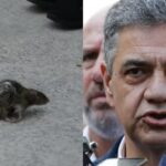 Una rata causó pánico en plena rueda de prensa ofrecida, este jueves 29 de febrero, por el jefe de Gobierno de la ciudad de Buenos Aires