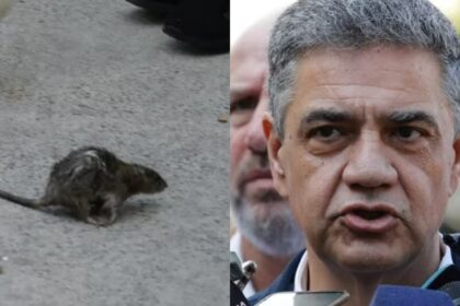 Una rata causó pánico en plena rueda de prensa ofrecida, este jueves 29 de febrero, por el jefe de Gobierno de la ciudad de Buenos Aires