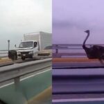 Viral: Tráfico colapsó en puente sobre lago de Maracaibo ¡por una avestruz en plena vía!