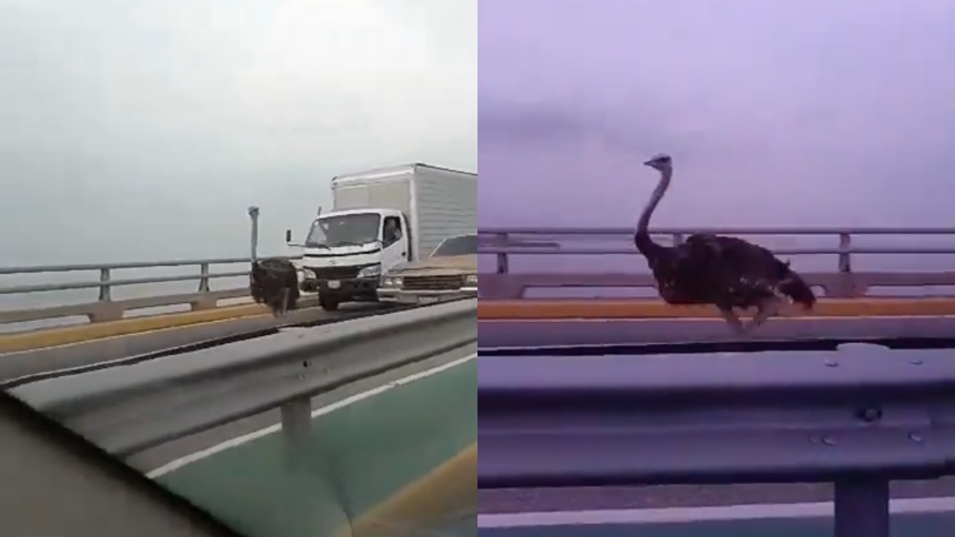 Viral: Tráfico colapsó en puente sobre lago de Maracaibo ¡por una avestruz en plena vía!
