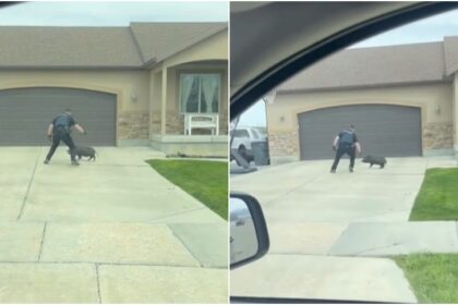 divertido video se hizo viral. En el mismo se muestra un policía tratando de capturar a un "cerdito fugitivo" en Grantsville, Utah (EEUU).  