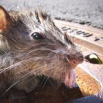 Quieren usar métodos anticonceptivos en las ratas para reducirlas en Nueva York. La idea fue propuesta por un grupo de legisladores