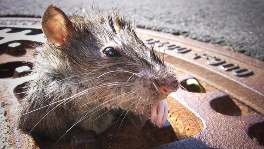 Quieren usar métodos anticonceptivos en las ratas para reducirlas en Nueva York. La idea fue propuesta por un grupo de legisladores
