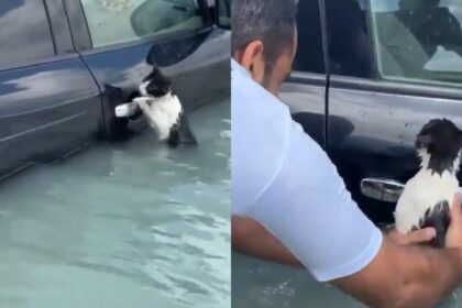 VIRAL: El emocionante rescate de un gatito que casi muere ahogado por lluvias de Dubai