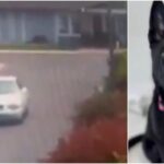 Un perrito, de tan sola tres meses, causó indignación en las redes sociales luego de que fuera abandonado en California (EEUU).