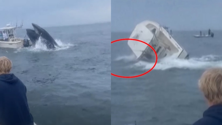 Se difundió el impactante video cuando una ballena jorobada volteó un barco y tiró a todos sus ocupantes al mar en New Hampshire  