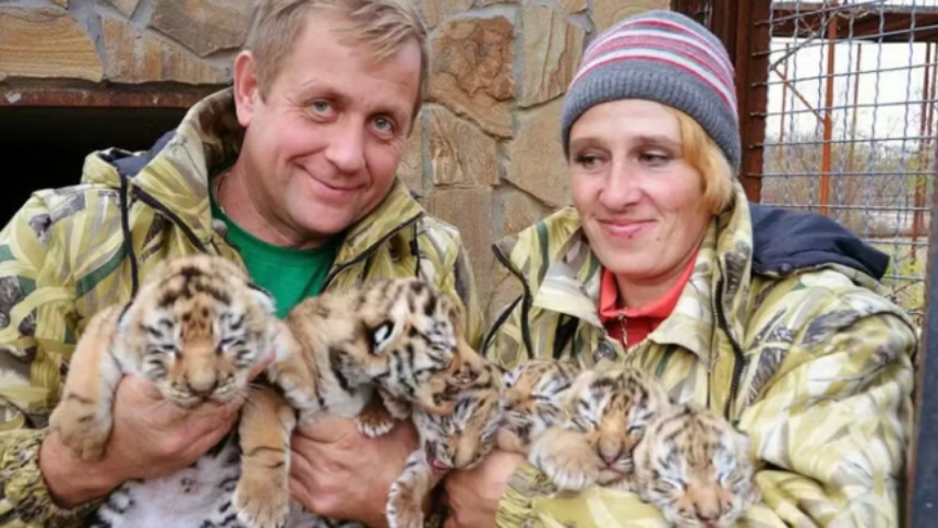 Entró a limpiar la jaula de los leones en un zoológico y este inusual descuido resultó fatal