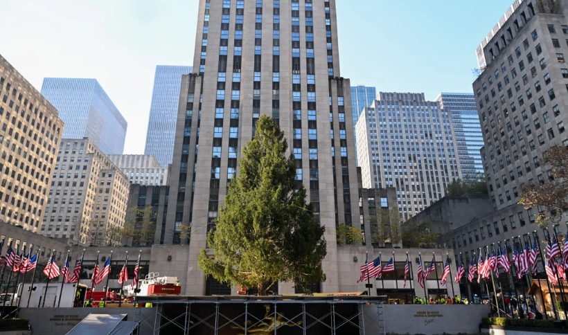 El árbol de Navidad del Rockefeller Center de este año, un abeto noruego de 22 metros de alto, llegó a la ciudad de Nueva York el pasado sábado, 9 de noviembre, procedente de West Stockbridge, Massachusetts.  