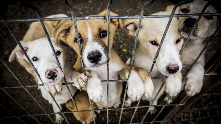 El pasado 15 de diciembre, Nueva York implementó una nueva ley que pone fin a la venta de perros, gatos y conejos en tiendas minoristas. 