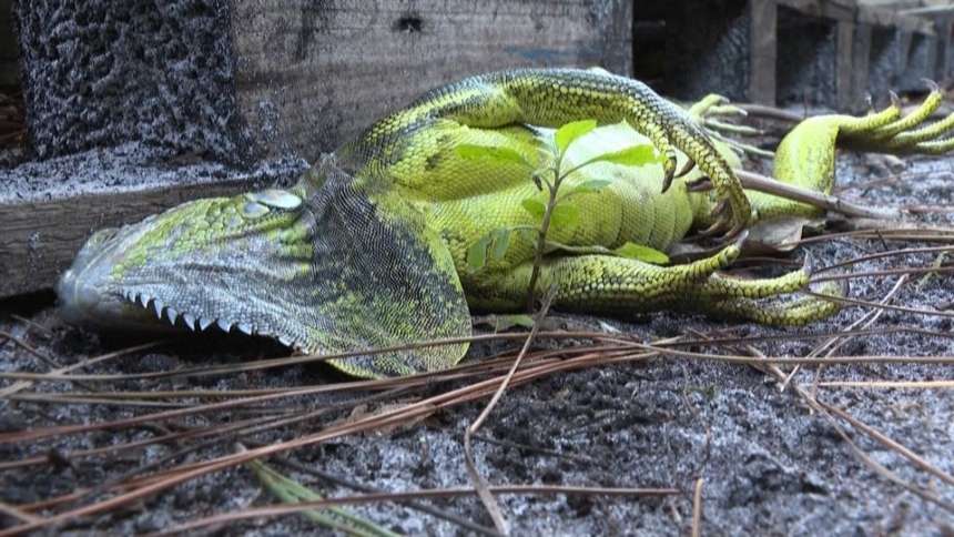 El video viral de una iguana congelada que cayó de un árbol y la atacó un gato en Florida