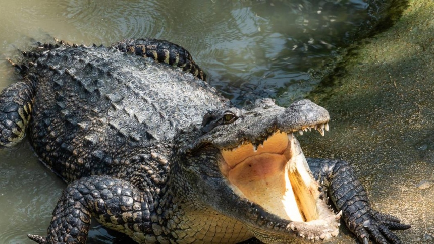 Una mujer identificada como Cynthia Diekema, de 61 años, perdió la vida tras ser atacada por un caimán de más de tres metros en el lago Kissimmee, Florida (EEUU). 