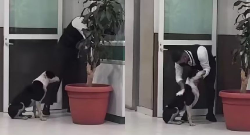 perrito