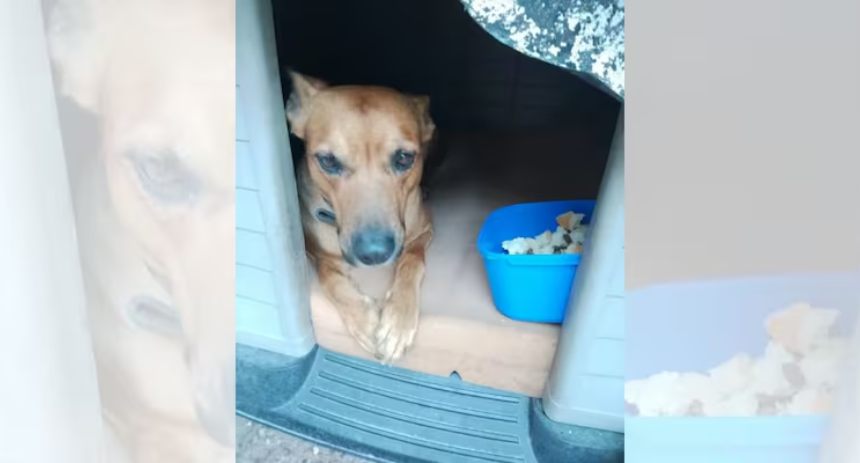 perrito