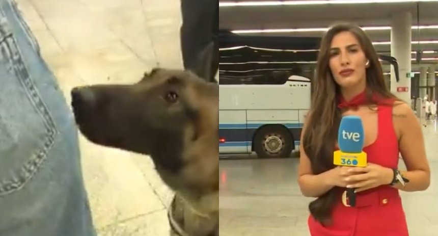 perro