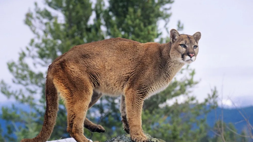 Una tranquila tarde en Malibú, en California (EEUU), se convirtió en una pesadilla cuando una niña de 11 años fue atacada por un puma mientras alimentaba gallinas en el patio trasero de su casa.  