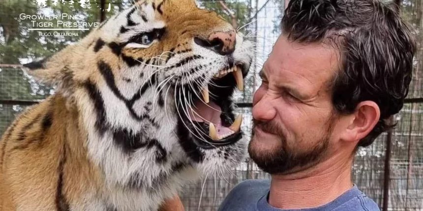 Tigre