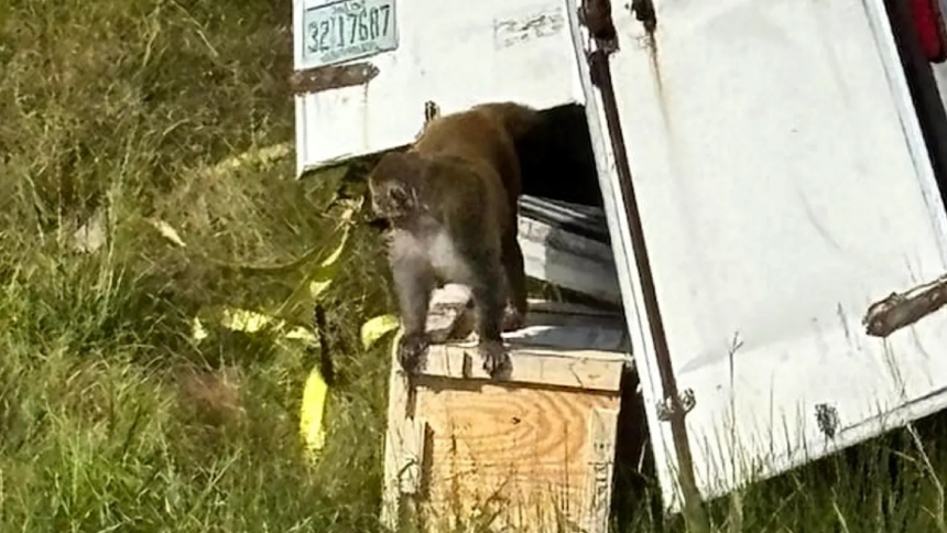 Un alarmante incidente se registró en la autopista interestatal I-59, al norte de Heidelberg, en Mississippi (EEUU), cuando un camión que transportaba monos rhesus volcó, provocando la fuga de varios de estos animales.