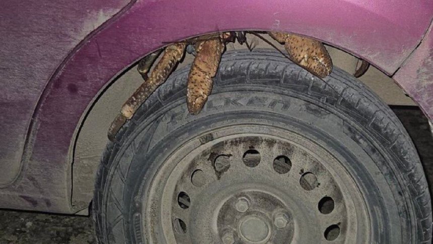 insectos Australia