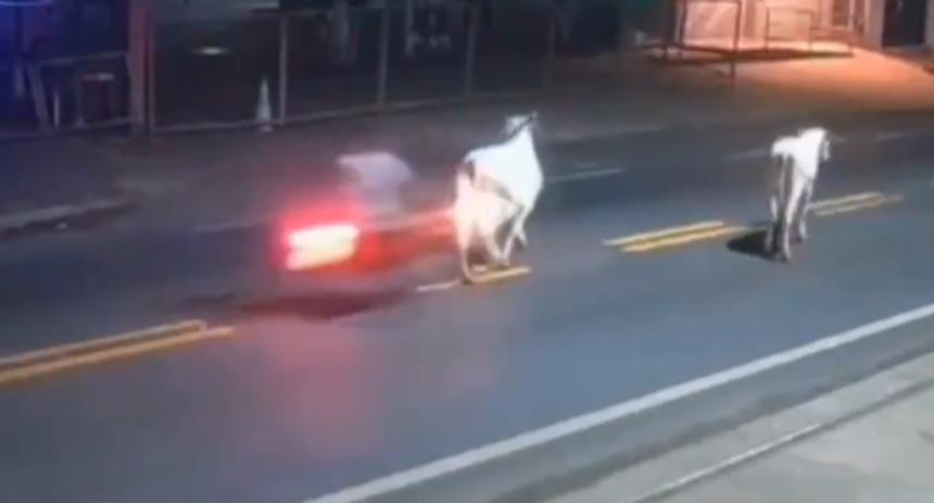 vaca