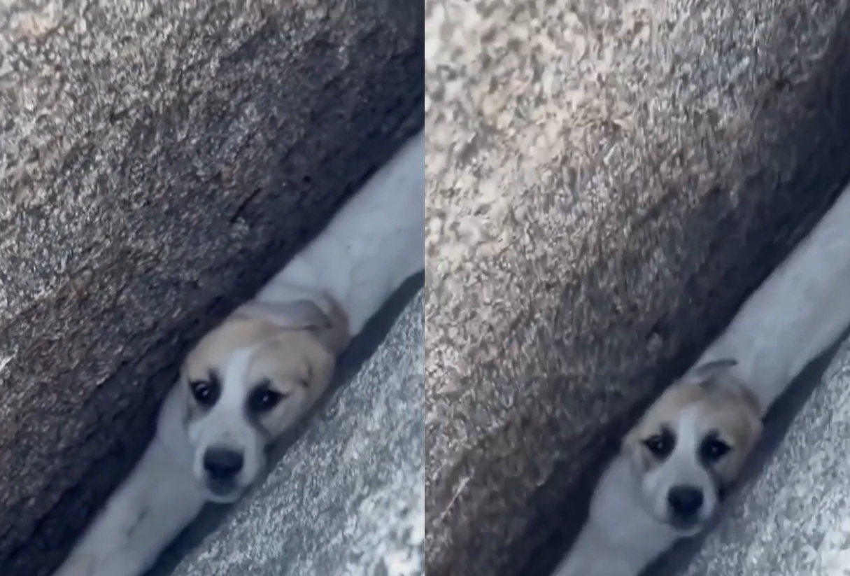 En la localidad de Ramona, California, una escena conmovedora capturó la atención de miles de personas: una cachorra de raza Gran Pirineo, llamada Zoe, fue rescatada tras quedar atrapada entre dos enormes rocas en la propiedad de su dueña.
