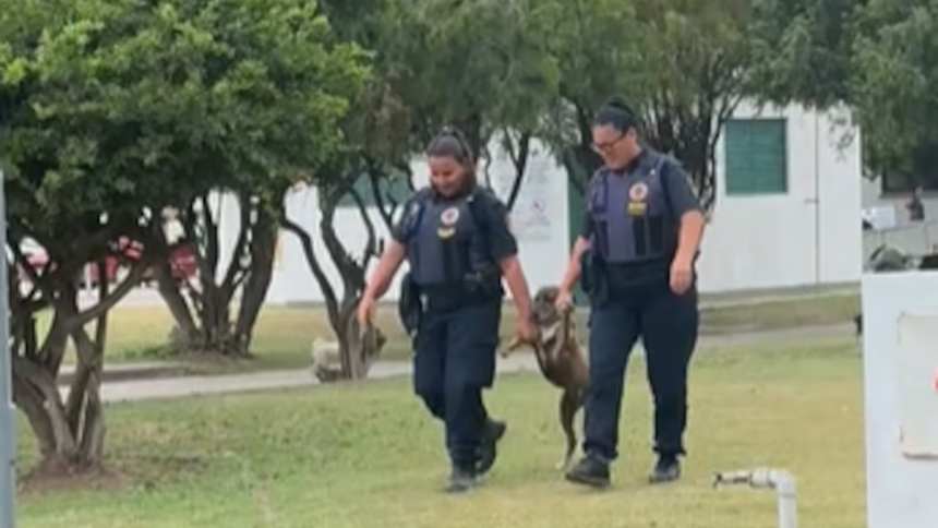 Perro arrestado