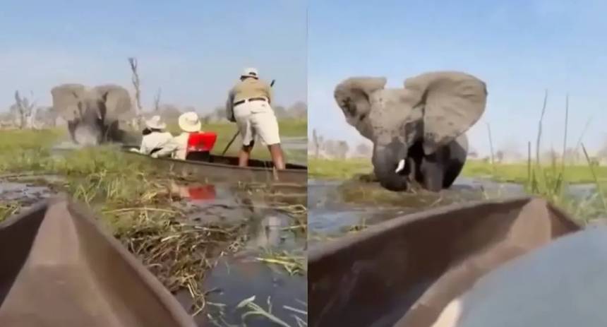 elefante