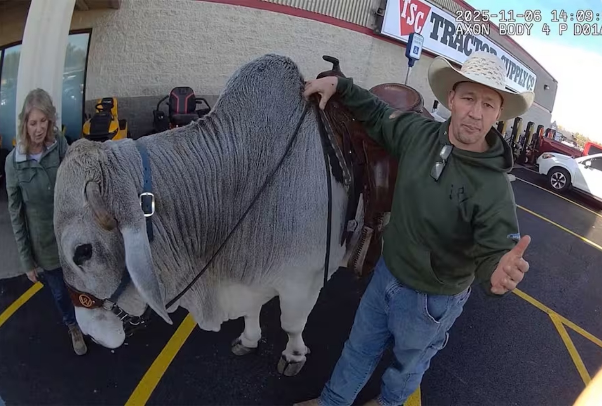 La tranquilidad de un supermercado Walmart en Ohio (EEUU) se vio interrumpida por un insólito acontecimiento: un hombre decidió acudir a realizar sus compras montado sobre un toro.  
