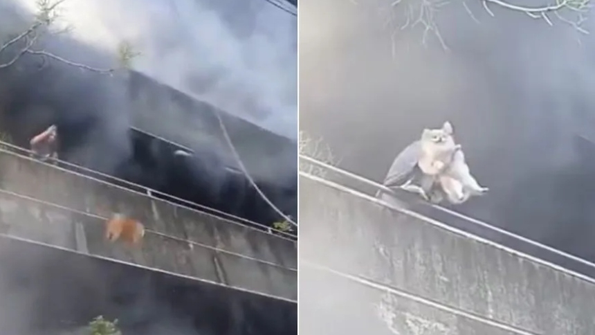 VIRAL: Valiente mujer priorizó salvar a sus perritos durante un incendio, todo quedó grabado