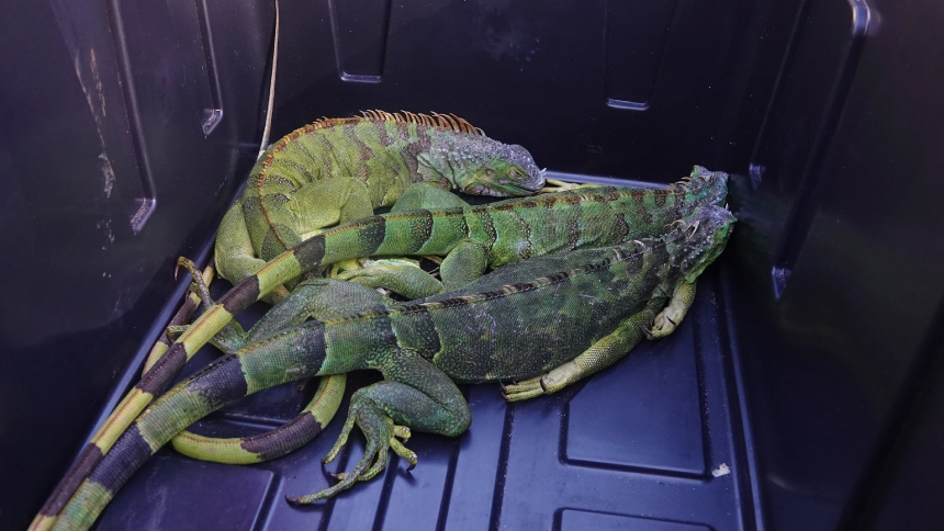 Una inusual ola de frío en el sur de Florida (EEUU) provocó una escena tan sorprendente como viral: decenas de iguanas “congeladas” aparecieron inmóviles en patios, calles, aceras y entradas de vehículos.  