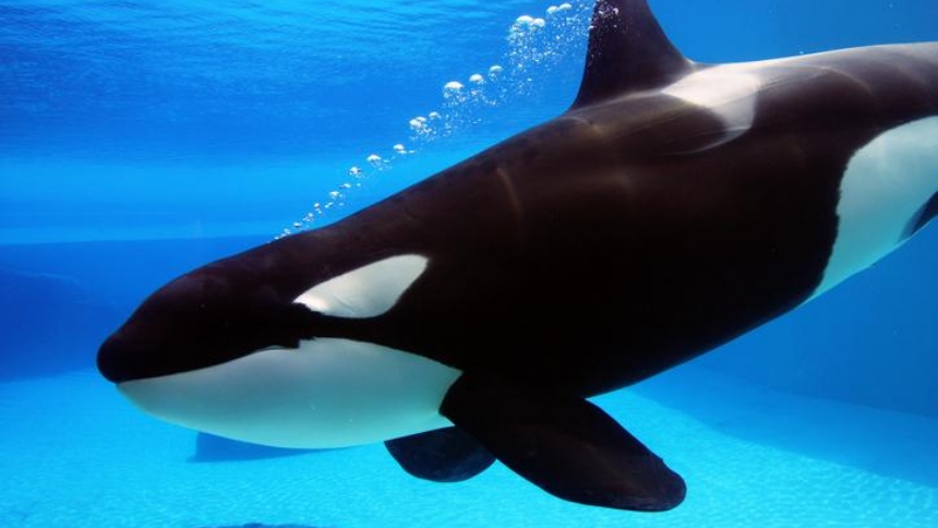 Un hallazgo científico captó la atención mundial tras la difusión de un audio en el que una orca intenta imitar palabras humanas como «hello» y «bye bye», dejando perplejos a investigadores y usuarios en redes sociales. 