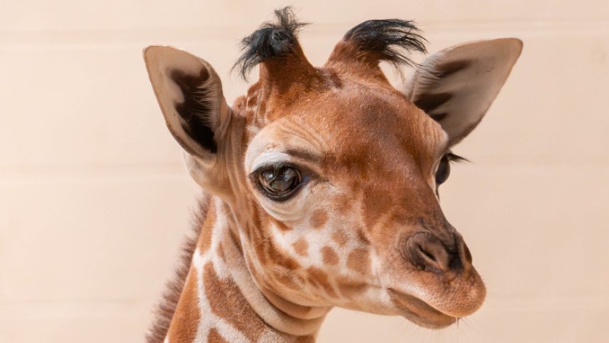 VIDEO VIRAL: Así es Eugene, la jirafa con "flequillo" que enamora al mundo desde un zoológico de Ohio