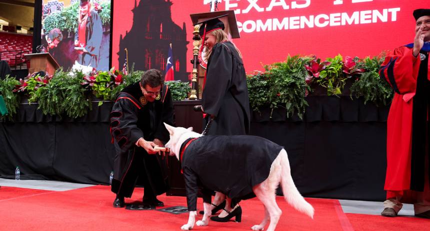 perrita
