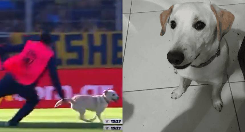 Perrito
