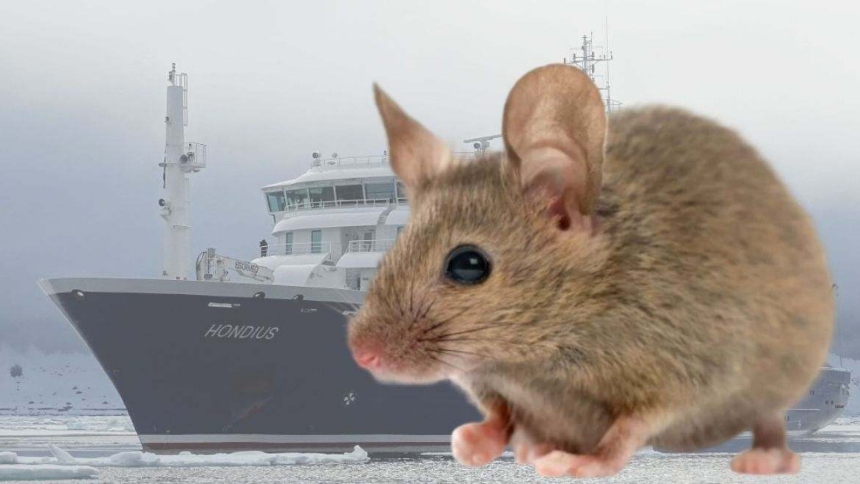 El ratón colilargo es el principal reservorio del virus Andes, la única cepa de hantavirus capaz de transmitirse entre personas, y su presencia vuelve a estar en el centro de la atención tras el brote mortal registrado en el crucero MV Hondius. ¿Pero qué se sabe de este roedor?  