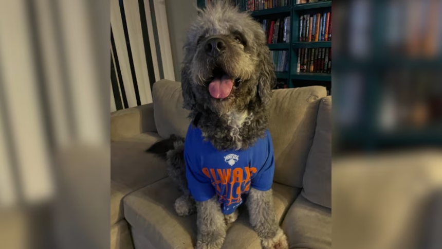 La muerte de Jameson, un perro de dos años que mató la policía de Los Ángeles durante una celebración familiar por el campeonato de la NBA conquistado por los New York Knicks, sigue generando indignación pública y presión política, mientras las autoridades avanzan en dos investigaciones para esclarecer lo ocurrido. 