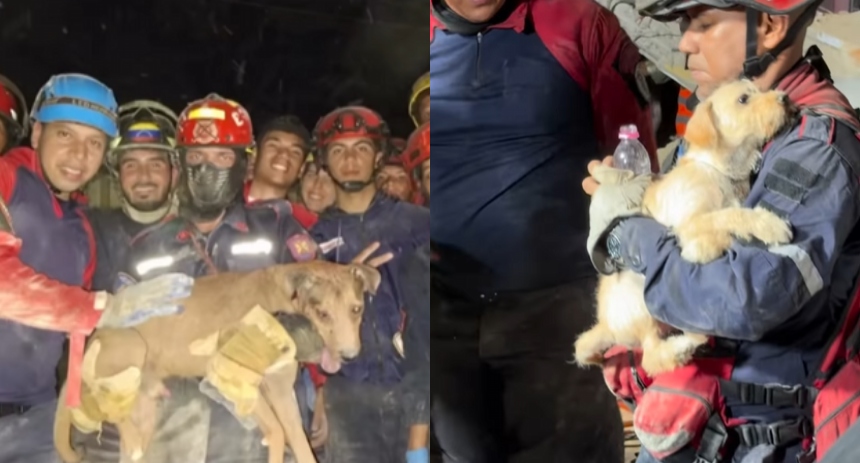 perritos