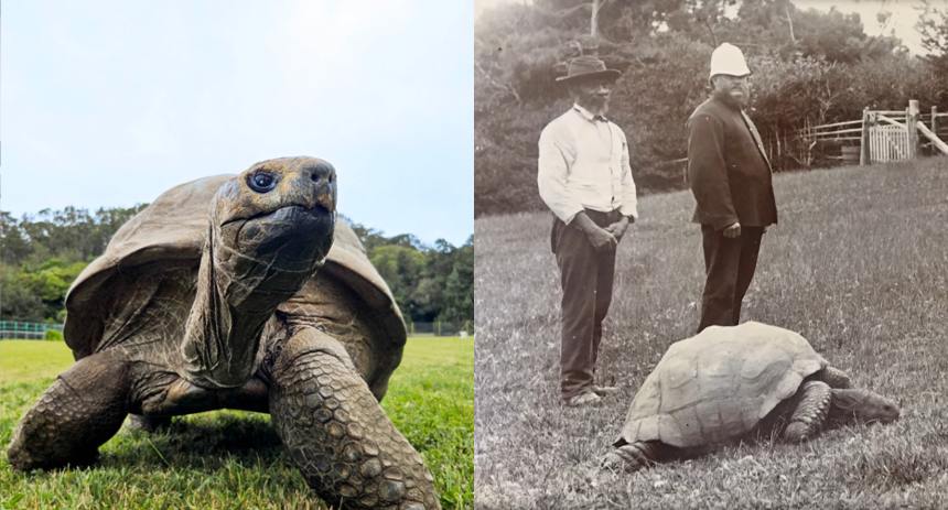 tortuga