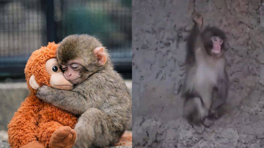 Punch, el mono japonés que se hizo viral por su peluche, celebró su primer cumpleaños